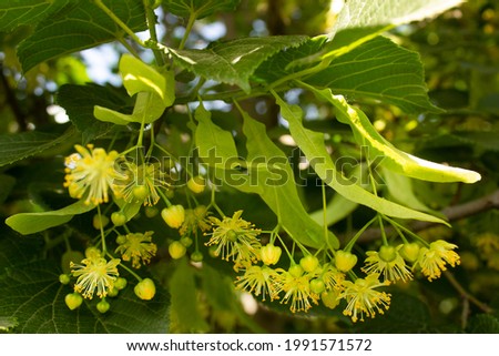 Linden American Tilia flowering summer tree with golden flowers on branch with green leaves  Royalty-Free Stock Photo #1991571572