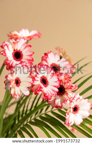 Close-up of a bouquet of red gerberas in a vase on a beige background. A vertical photo is ideal for congratulations and social media. Copy space