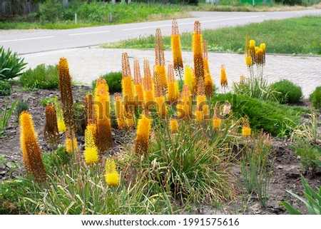 Yellow Kniphofia plants with flowers in the form of an ear on a summer day on a city street