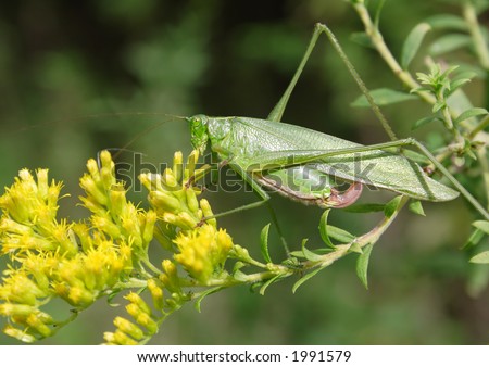 Fork-tailed Bush Katydid or Walking leaf grasshopper