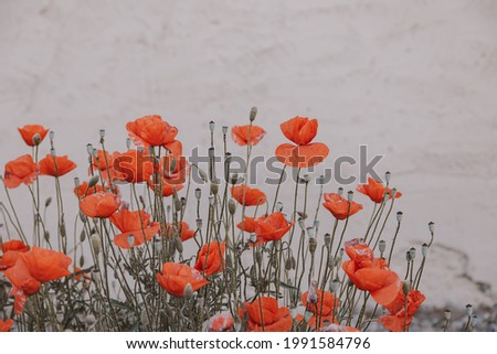beautiful red summer poppy flowers on a light background