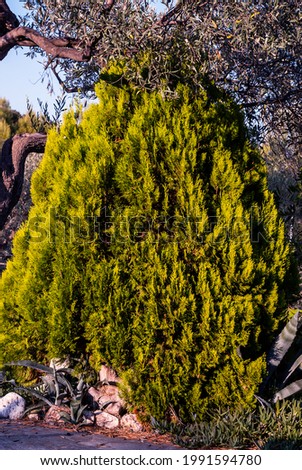 Mediterranean Cypress or Cupressus Sempervirens Conifer Tree in Sunset Light Under Blue Sky - Decorative Plant in Countryside House Garden on Sithonia Chalkidiki Greece