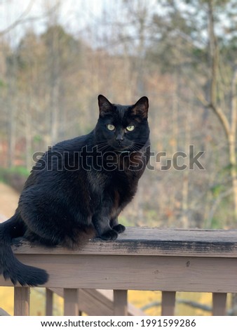 Black cat sitting outside on railing