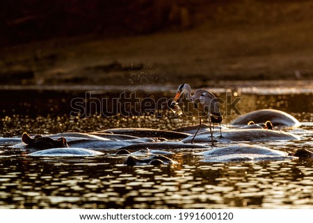Grey heron (ardea cinerca) fishing from the back of a hippopotamus in a lake with back lit in Mana Pools National Park in Zimbabwe	