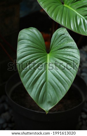 Homalomena aka Emerald Gem Plant growing on pot