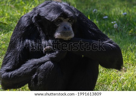 Siamang Male Sitting Quietly in the Grass