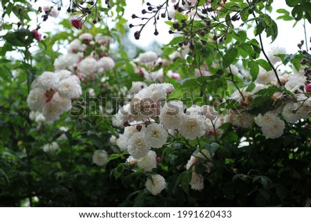 White Hybrid Sempervirens rose (Rosa sempervirens) Felicite et Perpetue blooms in a garden in June Royalty-Free Stock Photo #1991620433