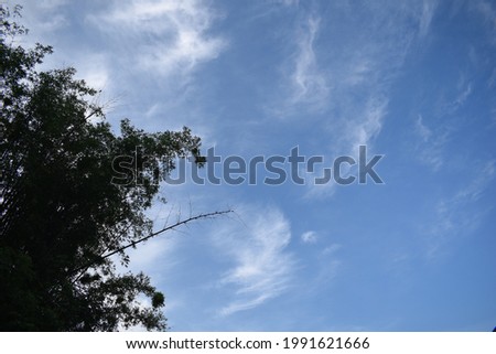 Bamboo tree top and clear blue sky with white clouds.