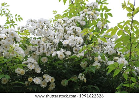 White climbing Hybrid Multiflora rose (Rosa) Rambling Rector blooms in a garden in June Royalty-Free Stock Photo #1991622326