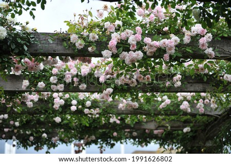 Pink climbing Polyantha rose (Rosa) Mlle Cecile Brunner blooms on a wooden pergola in a garden in May Royalty-Free Stock Photo #1991626802