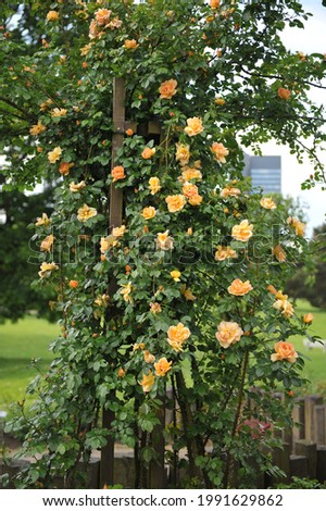Orange-yellow climbing rose (Rosa) Maigold blooms on a wooden obelisk in a garden in May