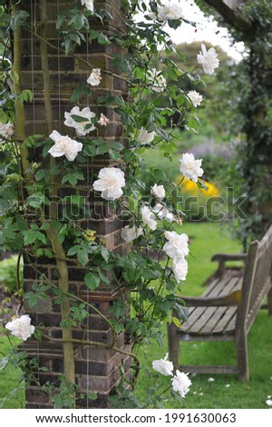 White climbing rose (Rosa) Madame Alfred Carriere blooms on a pergola in a garden in May Royalty-Free Stock Photo #1991630063