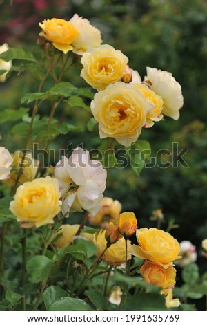 Yellow climbing shrub rose (Rosa) Graham Thomas blooms in a garden in June