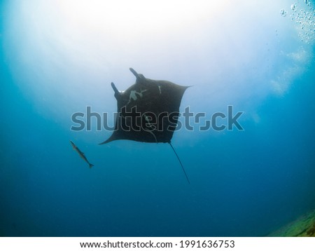 Black Reef manta ray with remoras (Noumea, New Caledonia)