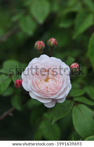 White with pink blush climbing Hybrid Sempervirens rose (Rosa) Felicite et Perpetue blooms in a garden in June Royalty-Free Stock Photo #1991639693