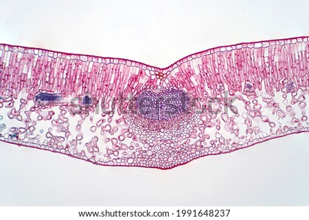 Cross section leaf of plant under the light microscope view for botany education. Royalty-Free Stock Photo #1991648237