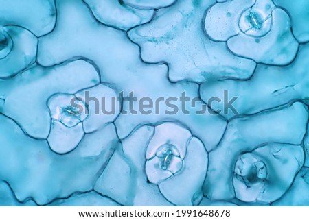 The leaf epidermis under light microscope view has small pores, called stomata, which open up for photosynthetic gas exchange and transpiration. Royalty-Free Stock Photo #1991648678
