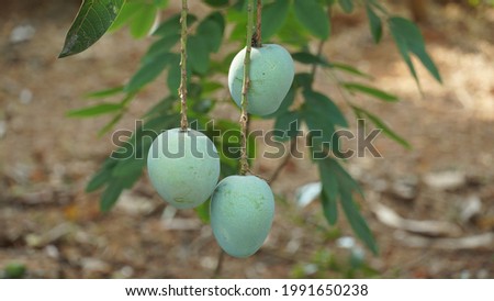 mangoes hanging on a mango tress. Fruits and vegetables in Kerala India. 