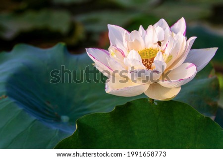 beautiful lotus with variety of background