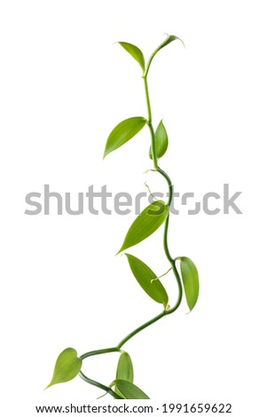 vanilla orchid flowering plant, also known as flat leaved vanilla, plant from which the vanilla spice is obtained or derived, commercially important vine, climbing plant isolated on white background Royalty-Free Stock Photo #1991659622