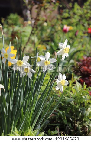 White and yellow color Narcissus and other flowers bloom in a garden in May 2021. Idea for postcards, greetings, invitations, posters and Birthday decoration, background