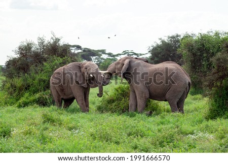 African bush elephant (Loxodonta africana) fighting head to head in Amboseli national park , kenya