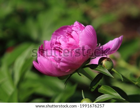 A purple-pink peony flower is illuminated by the morning sun, close-up.