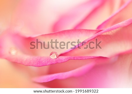 Beautiful Nature Background.Macro Shot of Amazing Magic Pink Rose Flower.Magic light.Close up Photography.Conceptual Abstract Image.Fantasy Floral Art Design.Creative Artistic Wallpaper.Water Drop.