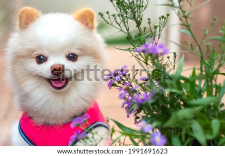 White pomeranian cute with flower