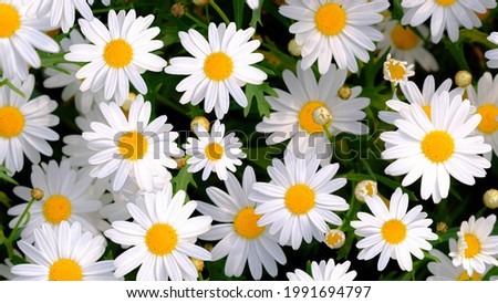 Wild daisy flowers growing on meadow, white chamomiles on green grass background. Oxeye daisy, Leucanthemum vulgare, Daisies, Dox-eye, Common daisy, Dog daisy, Gardening concept. Royalty-Free Stock Photo #1991694797