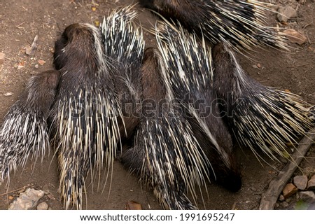 porcupine in Thai zoo
