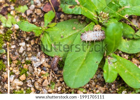 A pill bug turned over on the grass