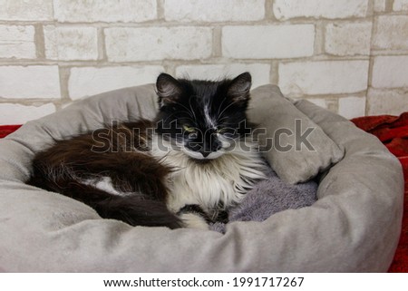 Longhair cat lying in his soft cozy cat bed
