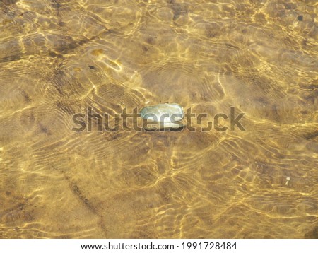 An open river clam shell on sandy river bottom - view through sunny water