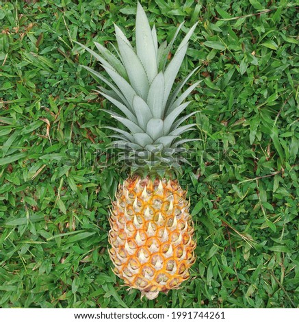 whole pineapple on green background. single riped pineapple  on grass. fresh and organic tropical fruit.