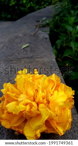 Beautiful bloomong yellow flower on a grey stone wall. Green leaves also make this picture become colorful.