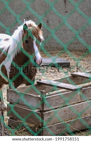 The pony stands at a wooden trough behind a chain link fence