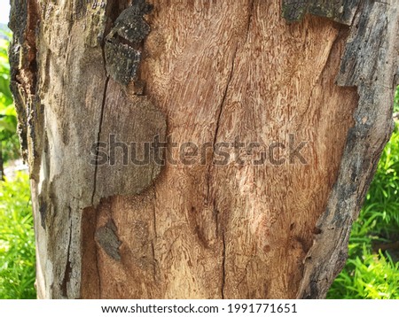 A wood pattern photographed from an almost dying tree in the garden