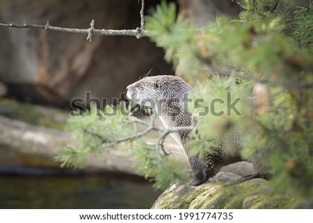 Asian small-clawed otter in the zoo habitat.  otter in zoo. Wild scene with captive animal. Amazing and playful animals. Aonyx cinereus.