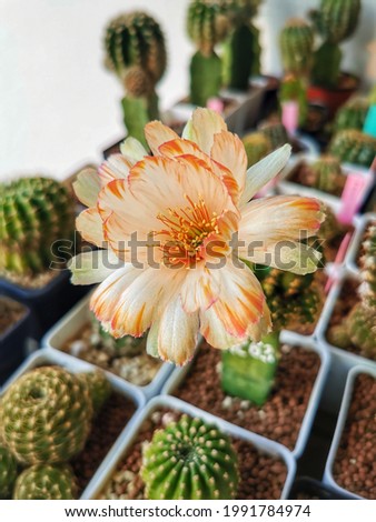 Close up at two tone (white and orange) Lobivia cactus flowers when they are blooming from bud to full blossom with cactus blurred background.Cactus flower growth in desert or decorate in garden.