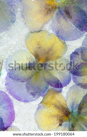 icy plants - garden viola flowers frozen into ice