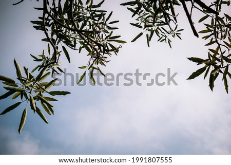The leaves of the tabebuya tree are set in a blue sky