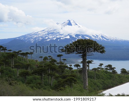 Araucaria forest (Araucaria araucana) and Llaima volcano in Conguillio national park (Chile) Royalty-Free Stock Photo #1991809217