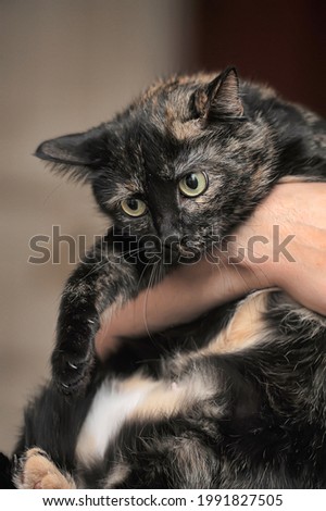 close-up portrait of tortie cat