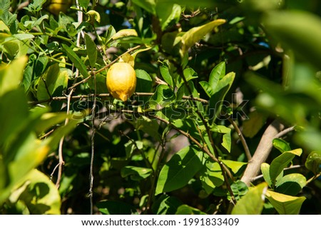 fresh shiny lemon hanging on tree in left side of frame with sunny day weather stock photo