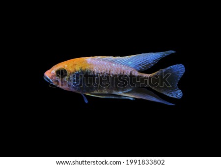 Malawi cichlid on isolated black background. Aulonocara is an African cichlids in Cichlidae family.