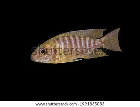 Malawi cichlid on isolated black background. Aulonocara is an African cichlids in Cichlidae family.