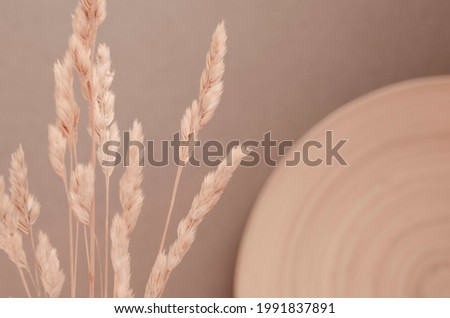 Botanical minimalistic background mock up. Dry ornamental grass and a round plate. Template for design, wallpaper, poster, cover.Beautiful floral backdrop in beige pastel colors, boho style.