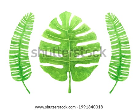 Green Palm leaves watercolor illustration isolated on white background. Tropic Monstera and palm leaves clipart.