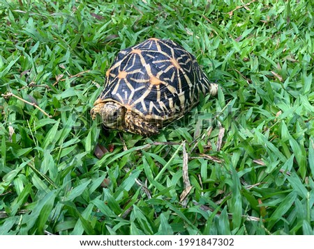 Indian Star Tortoise walking in the green grass - Exotic Reptile Animal Close Up